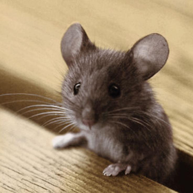 The Little Christmas Barn Mouse | Clergy Support Memorial Church