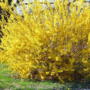 Yellow forsythia bush